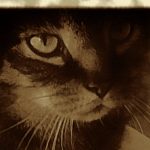 Profilbild von n33n33vlog