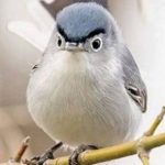 Profilbild von zelt